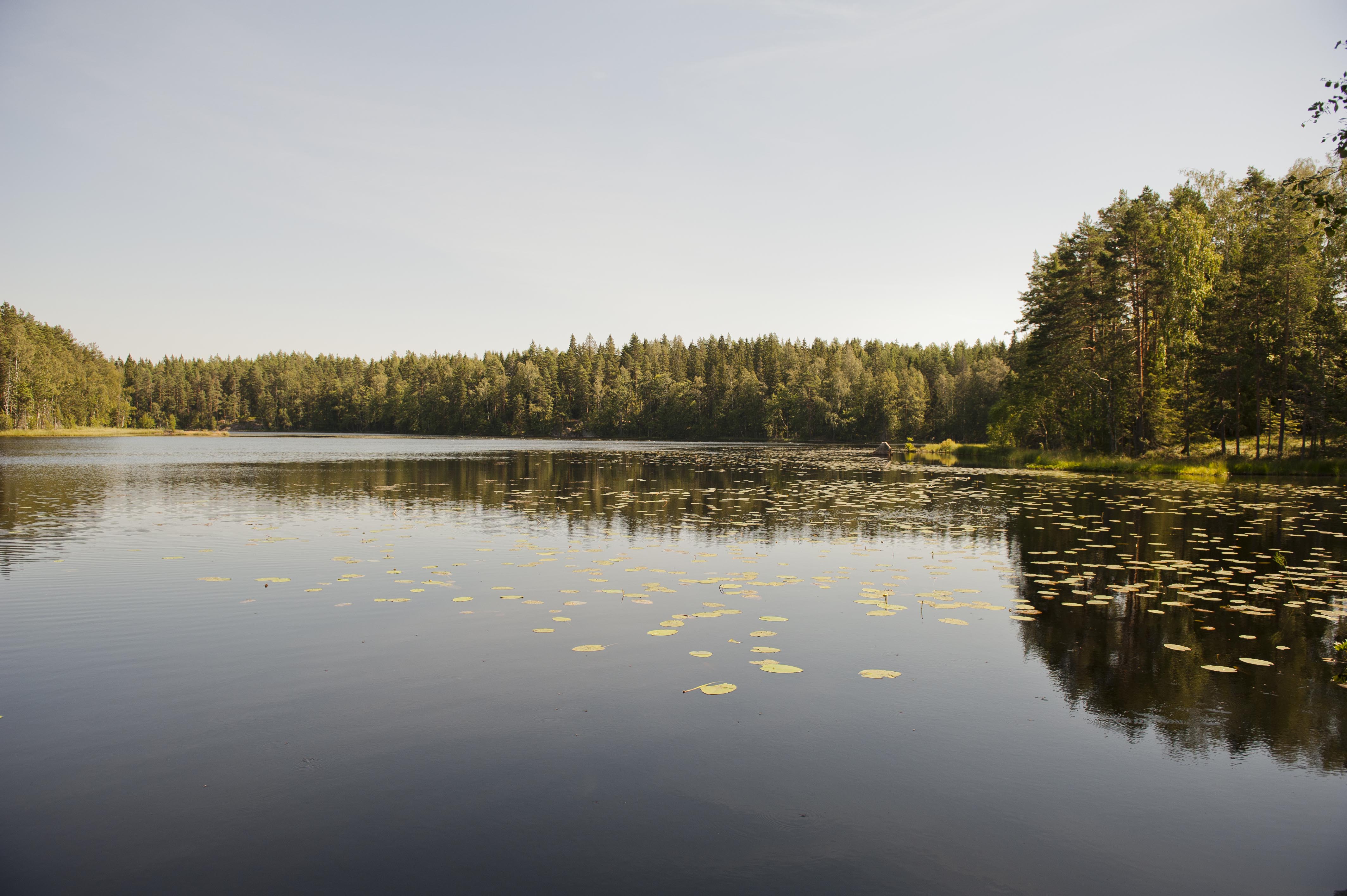 Waldsee im Nuuksio-Nationalpark
