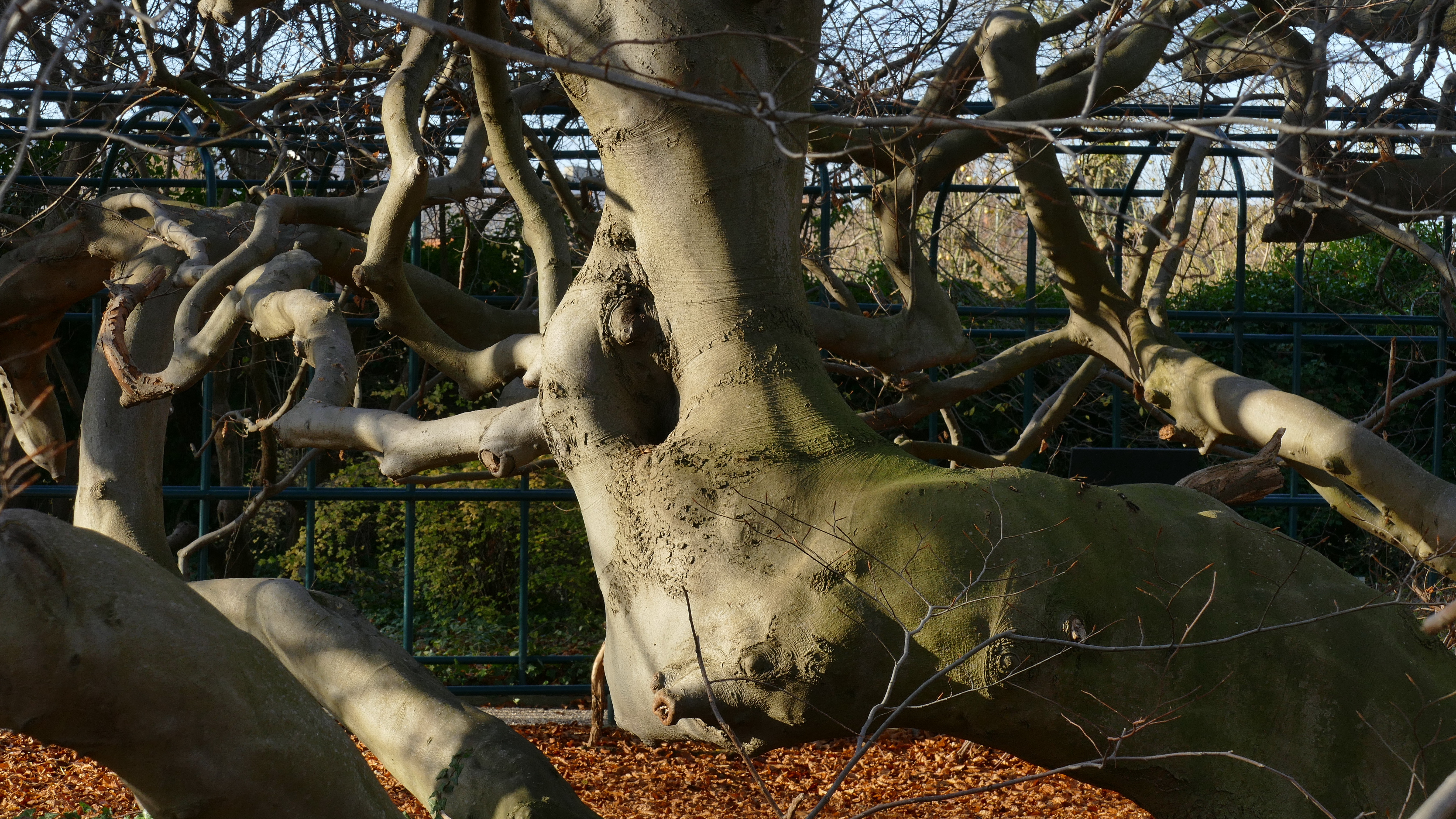 Ausladende Äste der Süntelbuche im Berggarten Hannover