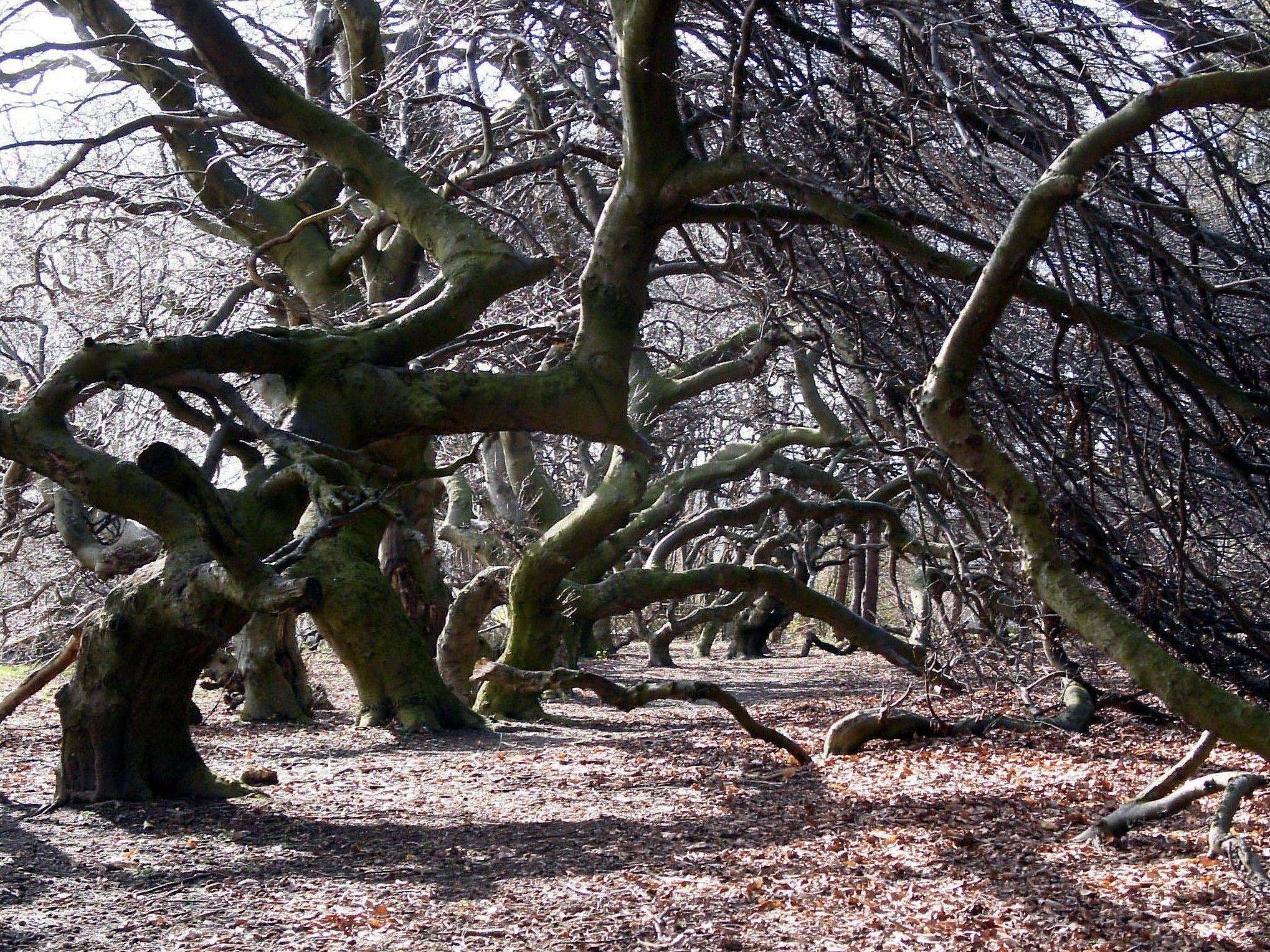 Süntelbuchenallee im Kurpark Bad Nenndorf im Februar 2003