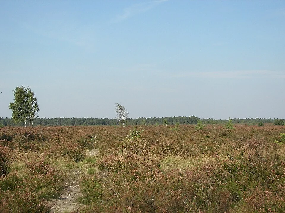 Lüneburger Heide
